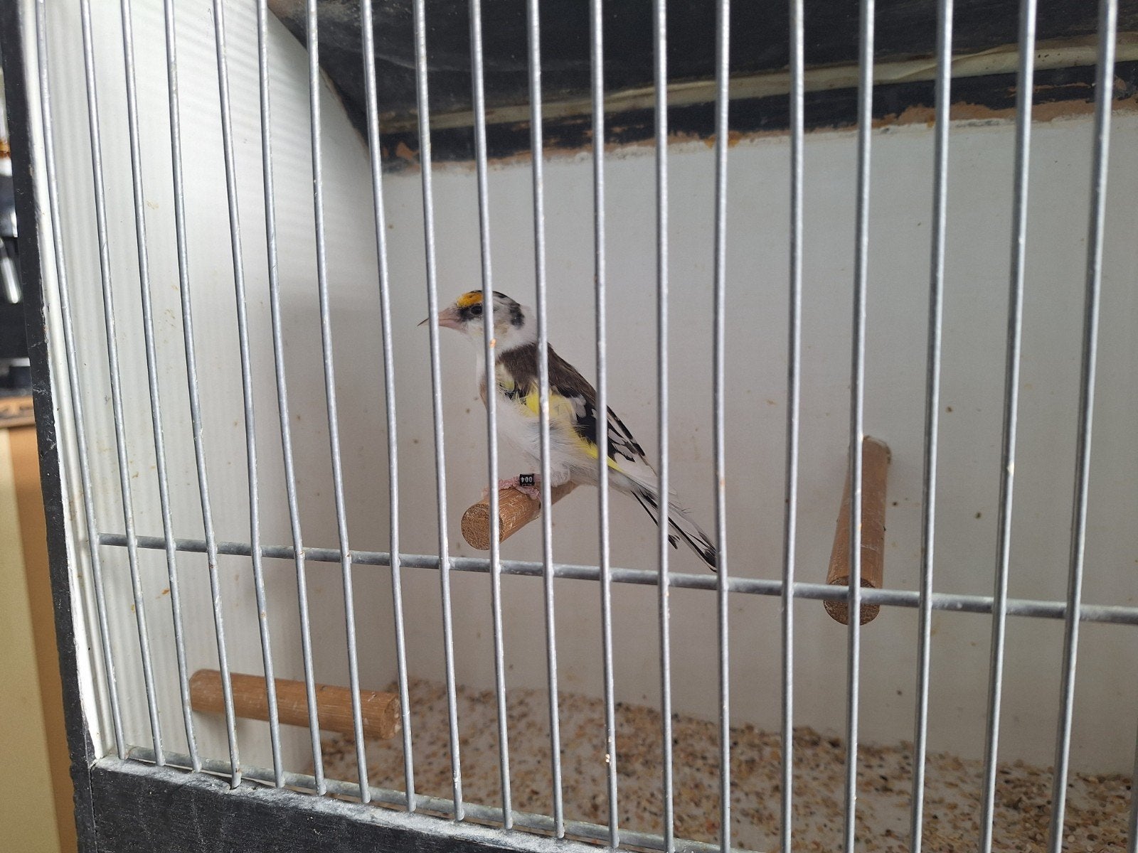 scarpati parva putter pop 2025, Dieren en Toebehoren, Vrouwelijk, Wildzangvogel, Geringd