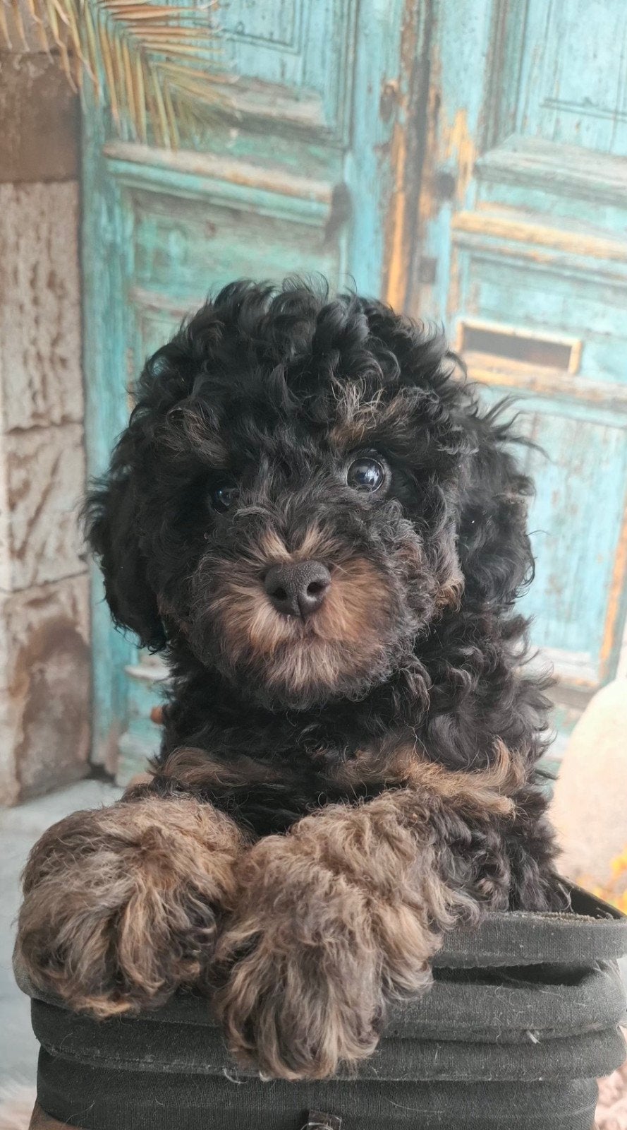 prachtig black and tan toypoedel pupje, Poedel, CDV (hondenziekte), 8 tot 15 weken, Meerdere