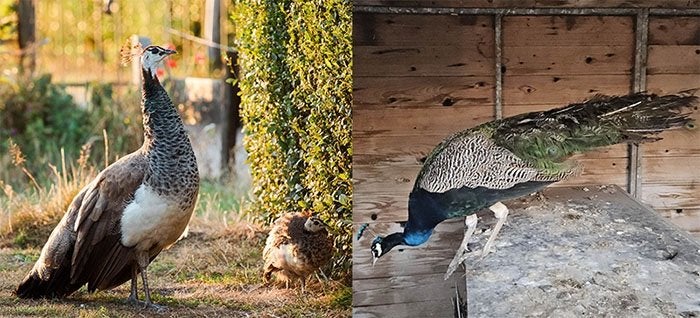Pauwenpaar (2 jaar oud) met 1 jong, Meerdere dieren, Overige soorten