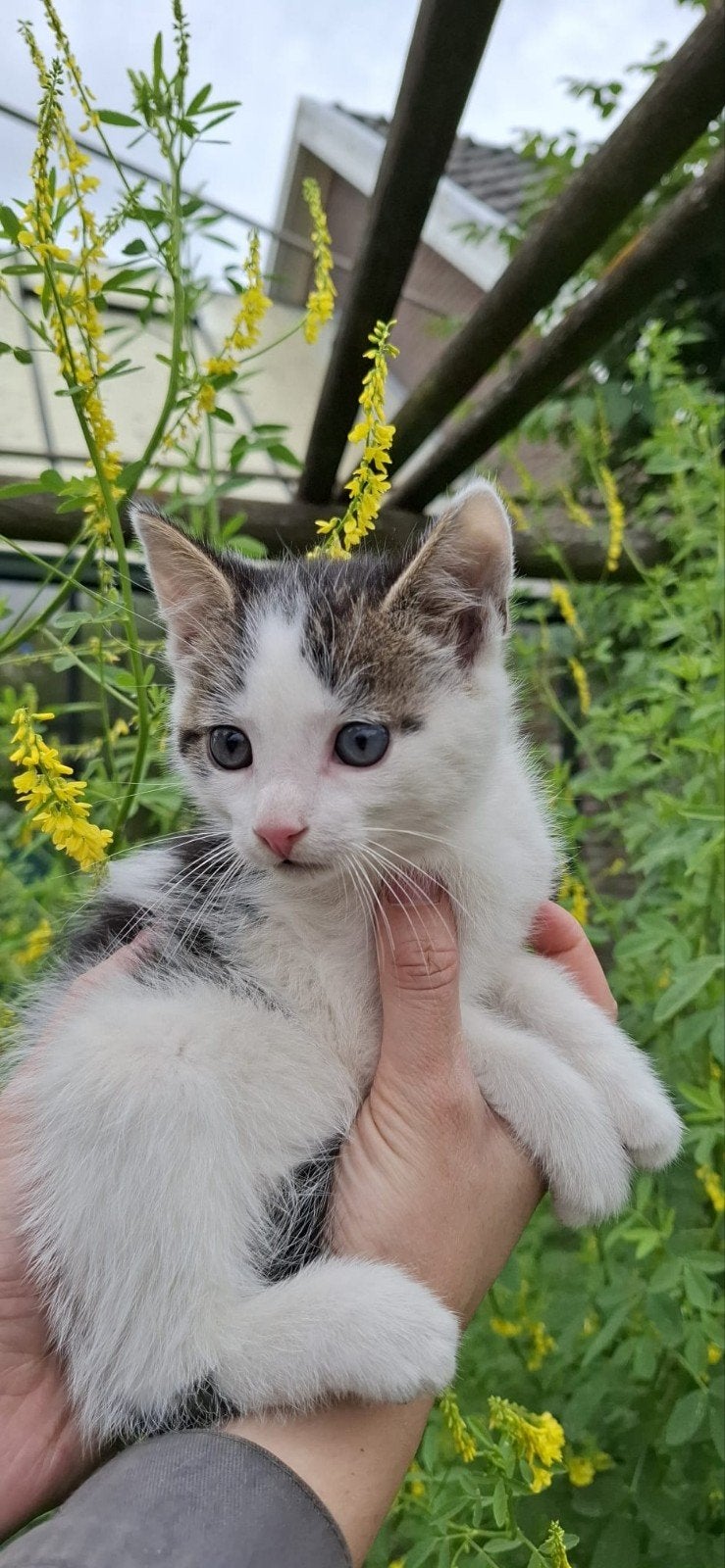 Lieve kittens, één katertje zoekt nog een nieuw huisje, Meerdere dieren, Kortharig, 0 tot 2 jaar