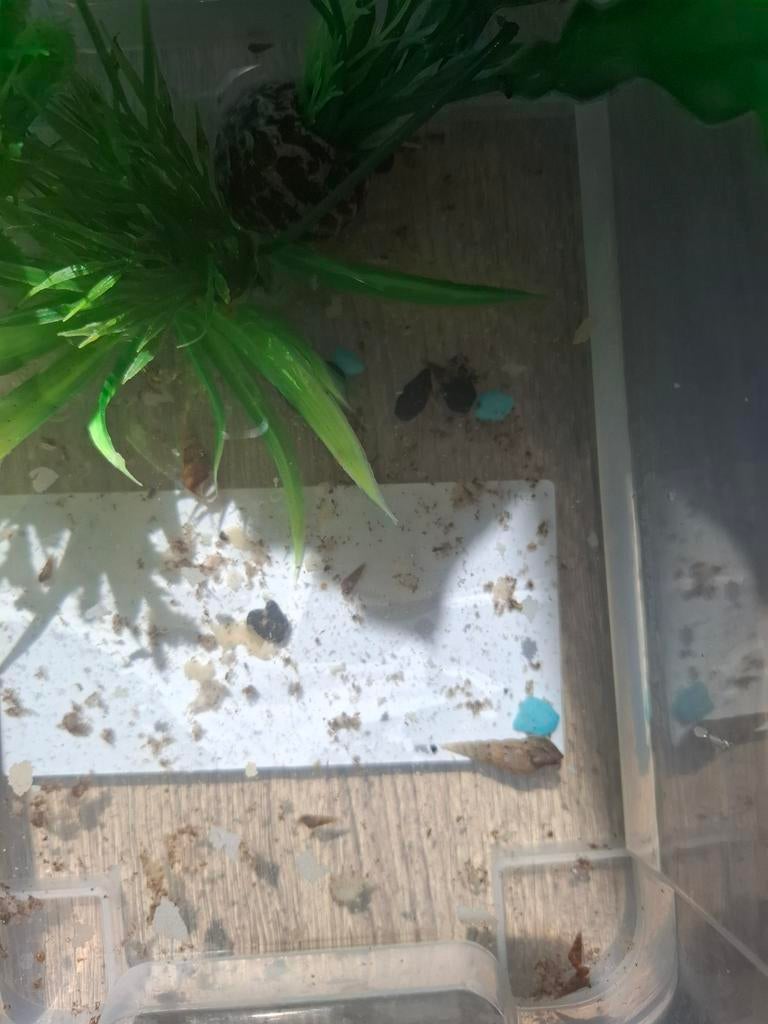 Vissen, Dieren en Toebehoren, Ophalen of Verzenden, Overige typen
