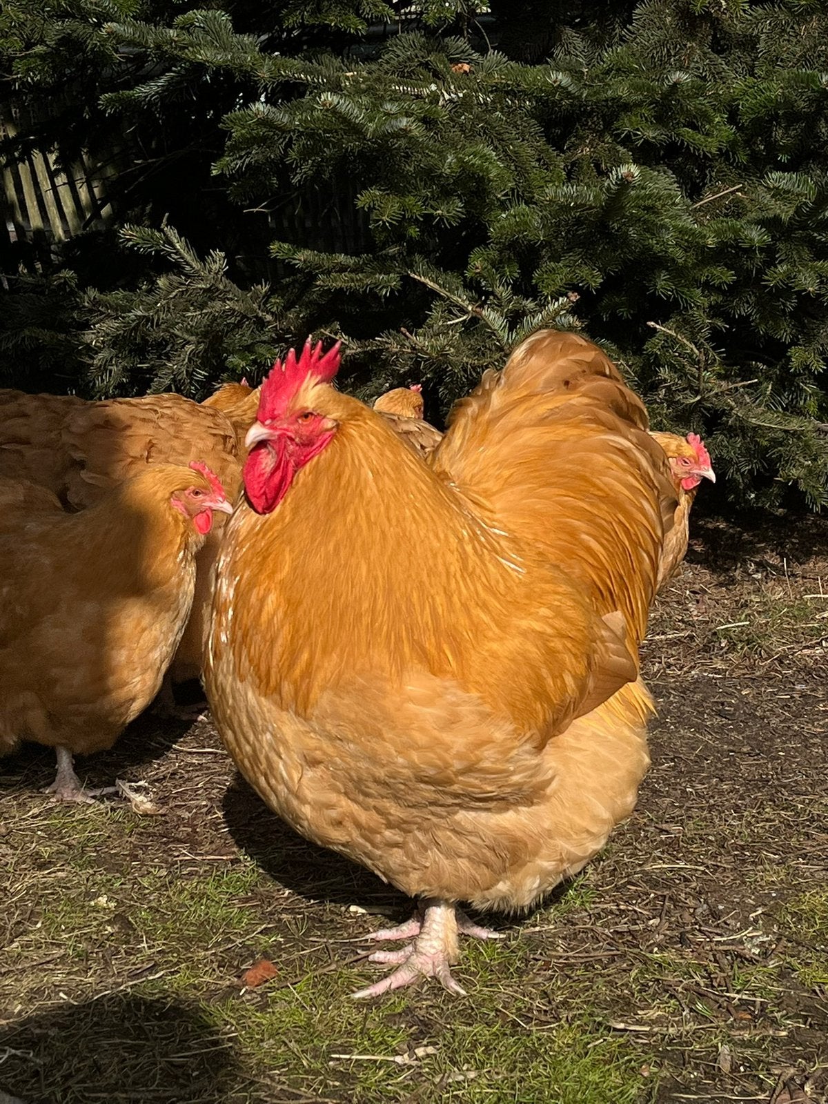 Prachtige grote kindvriendelijke Orpington Buff hanen, Dieren en Toebehoren, Mannelijk, Kip