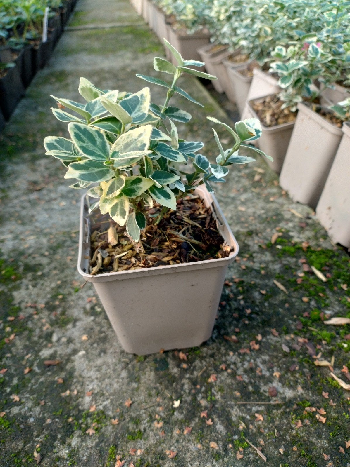 Zware kwaliteit P9 euonymus, kardinaalsmuts. Bodembedekker, Bodembedekkers, Vaste plant, Ophalen of Verzenden, Bloeit niet