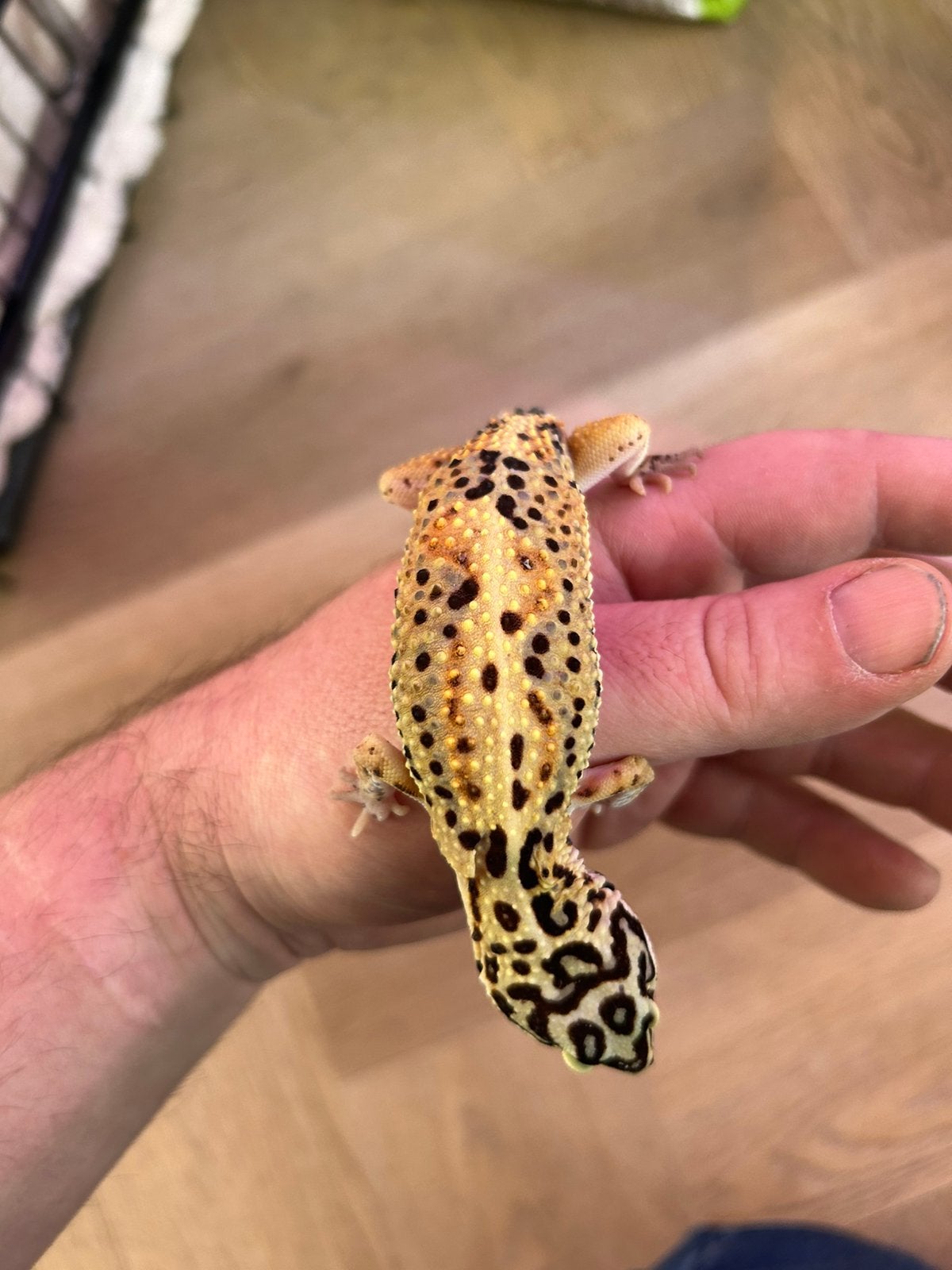 Luipaard gekko vrouw (bewezen kweekvrouw) 0.1 Leopard Gecko - female for sale from Rico