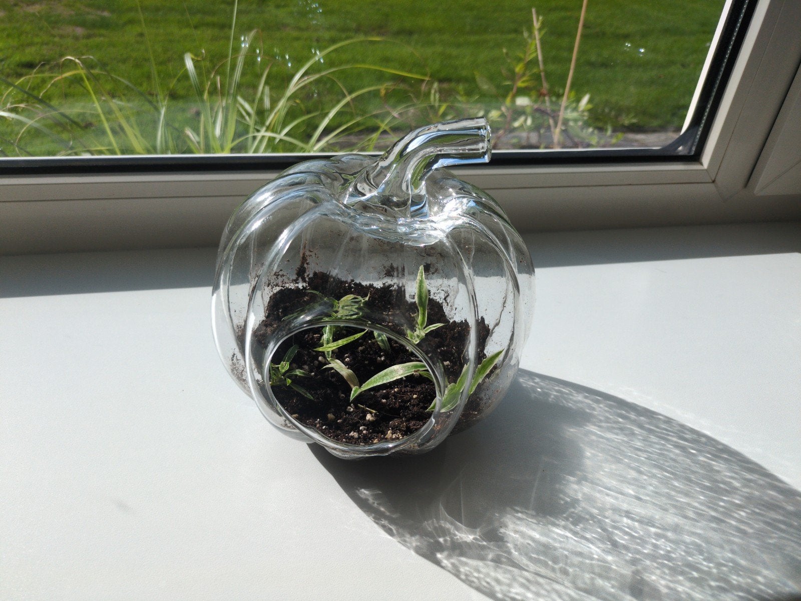 Glazen pompoen pot met gestekte graslelies, Ophalen of Verzenden, Gebruikt, Meerkleurig, Glas