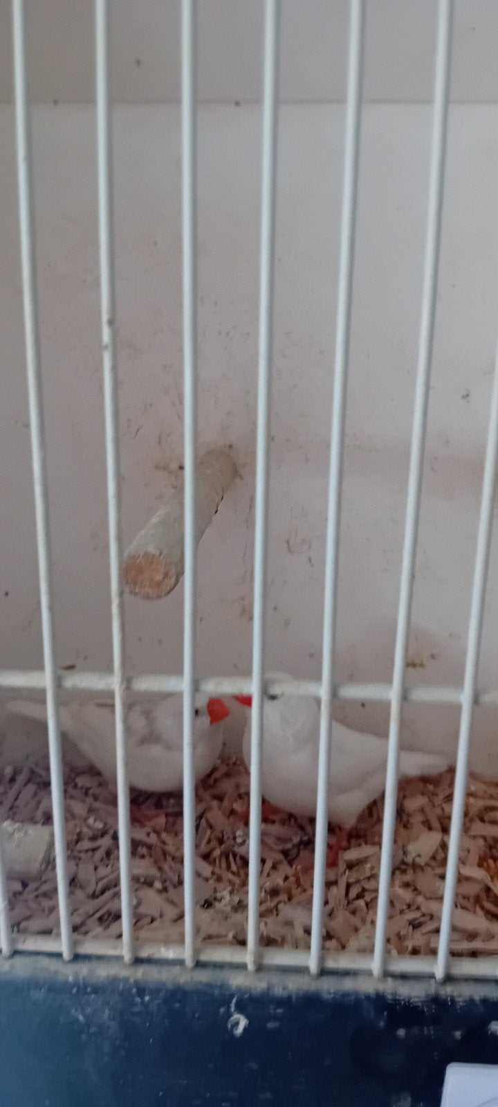 te koop zebravinken, Dieren en Toebehoren, Vogels | Overige Vogels, Meerdere dieren