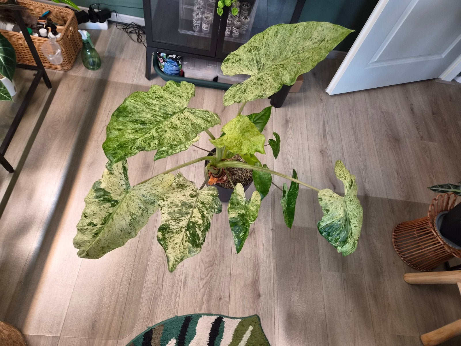 Alocasia Macrorrhiza Splash, Ophalen, Halfschaduw, Minder dan 100 cm
