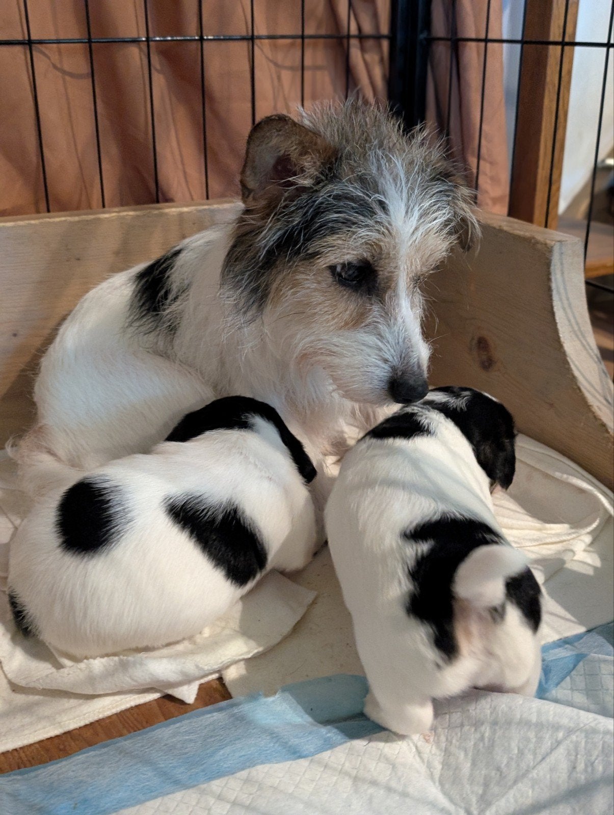 Raszuivere Ruwharige Jack Russell pup, Dieren en Toebehoren, Honden | Jack Russells en Terriërs, Jack Russell Terriër, 8 tot 15 weken