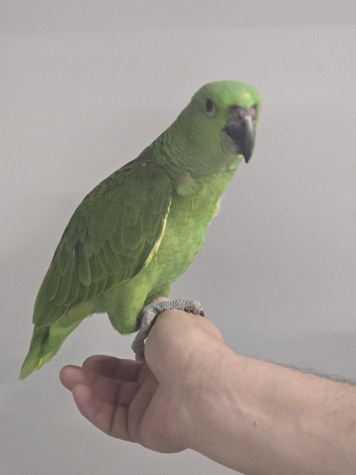 Tamme baby Geelnek Amazones 2026, getest op alle ziektes, Dieren en Toebehoren, Vogels | Parkieten en Papegaaien, Meerdere dieren