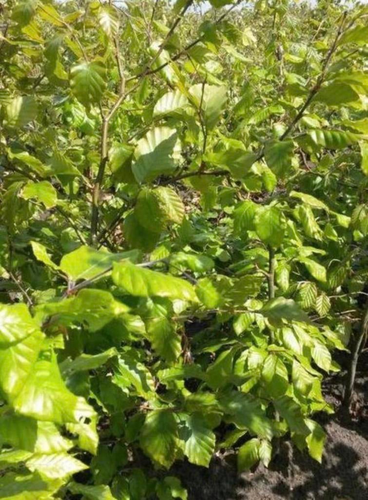 Mooie beukenhaag boompjes €1,-, Tuin en Terras, Planten | Bomen, Ophalen of Verzenden, Volle zon, Overige soorten, 100 tot 250 cm