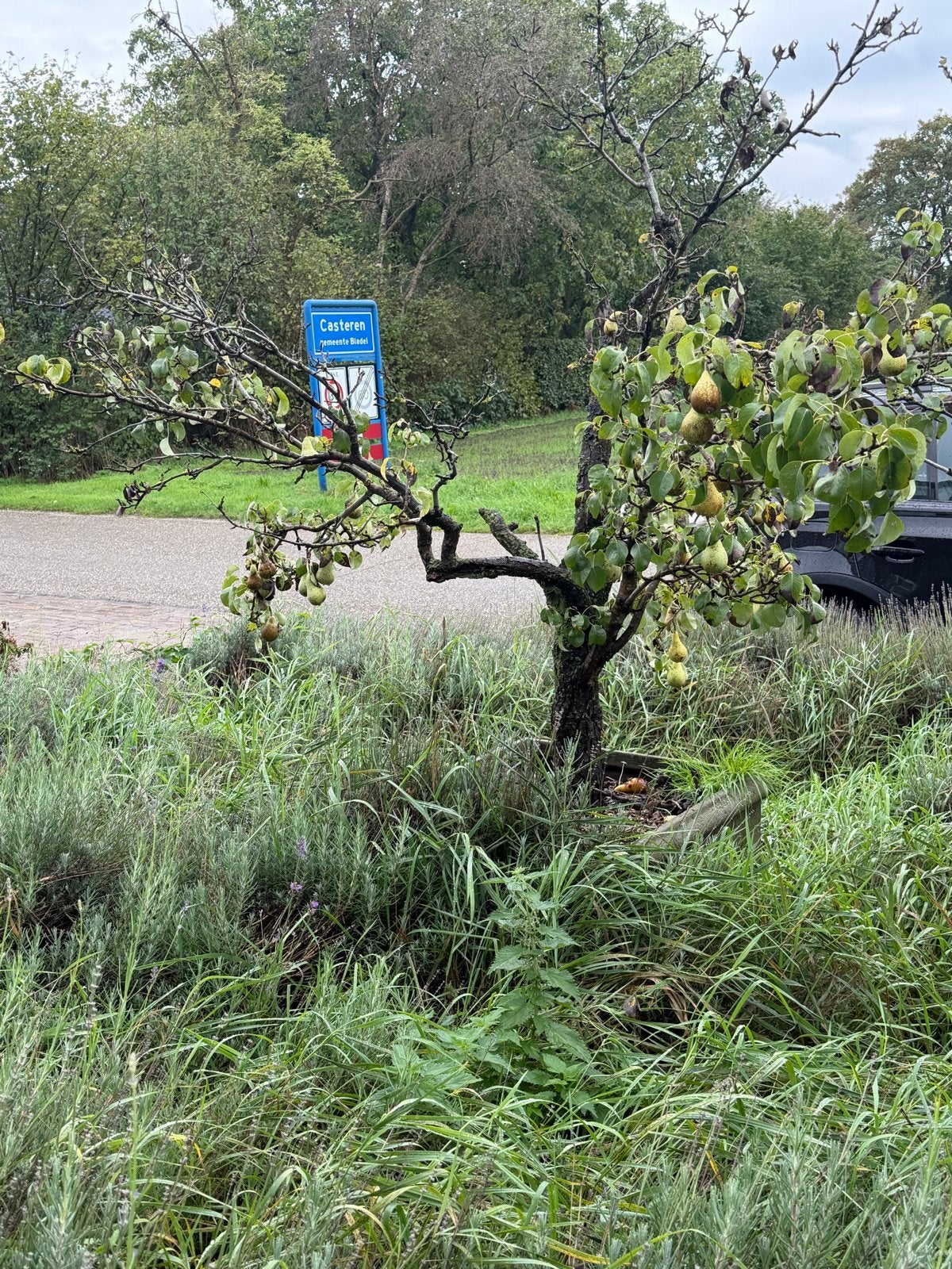 Oude Perenboompjes - Decoratief en Vruchtdragend, Overige soorten, Lente, 100 tot 250 cm, Ophalen