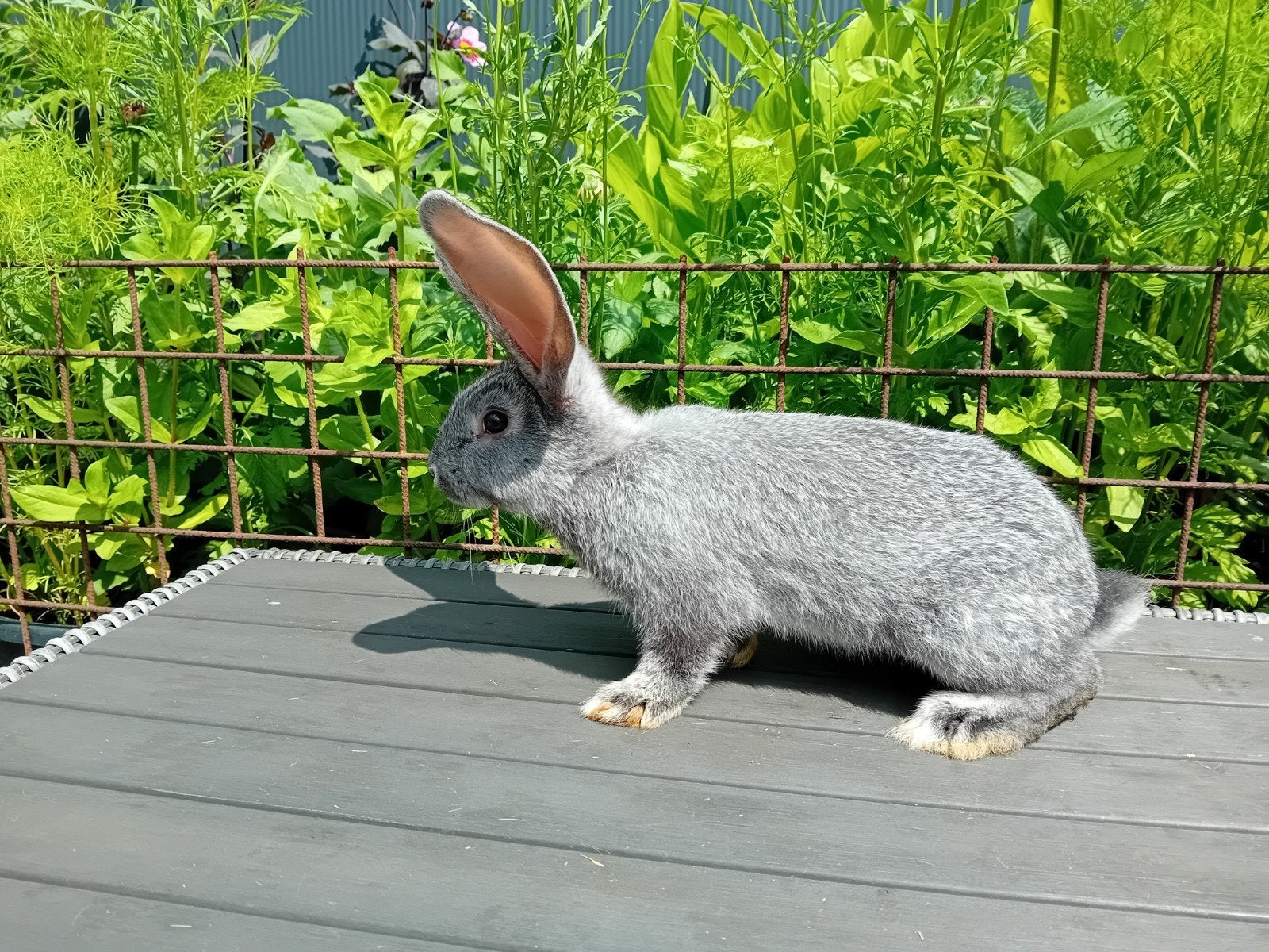 Vlaamse reus chinchilla, Dieren en Toebehoren, Meerdere dieren, Groot, 0 tot 2 jaar