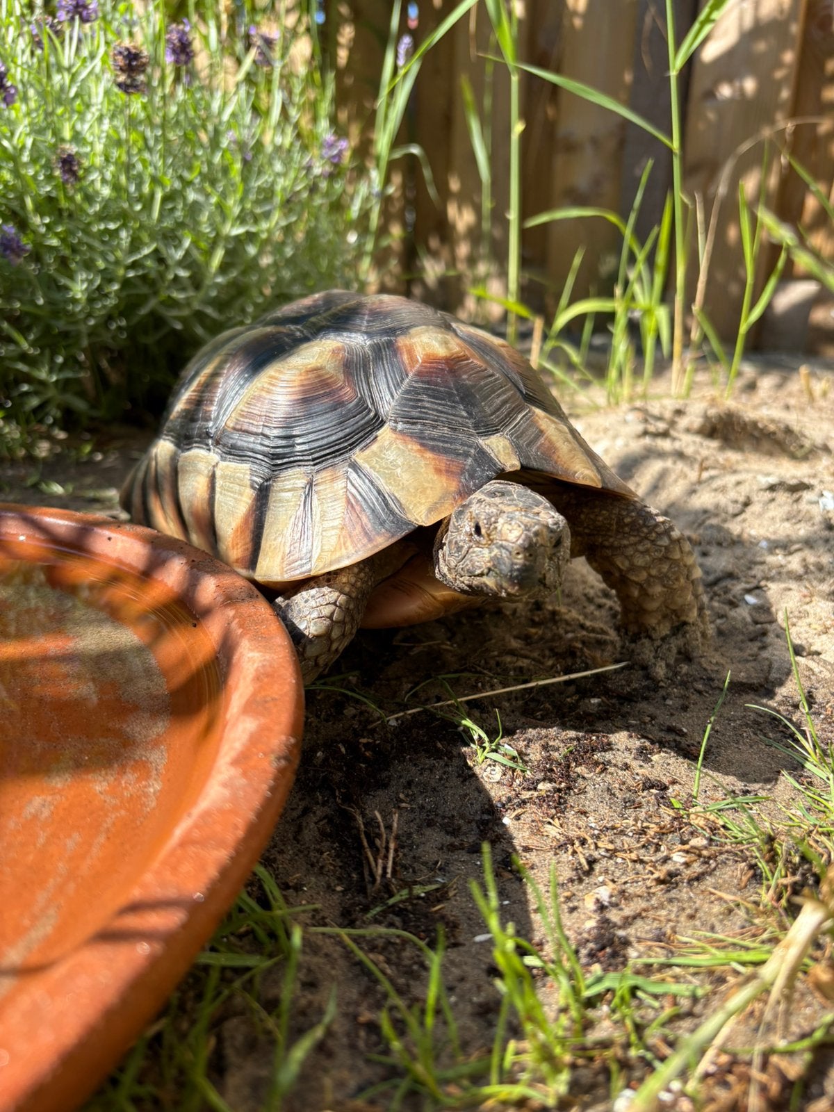 Testudo Marginata vrouw, Schildpad, Tam, 7 tot 10 jaar
