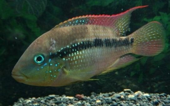 Midden Amerikaanse Cichliden: Cribroheros alfari Rio Fortuna, Dieren en Toebehoren, Vis, Zoetwatervis