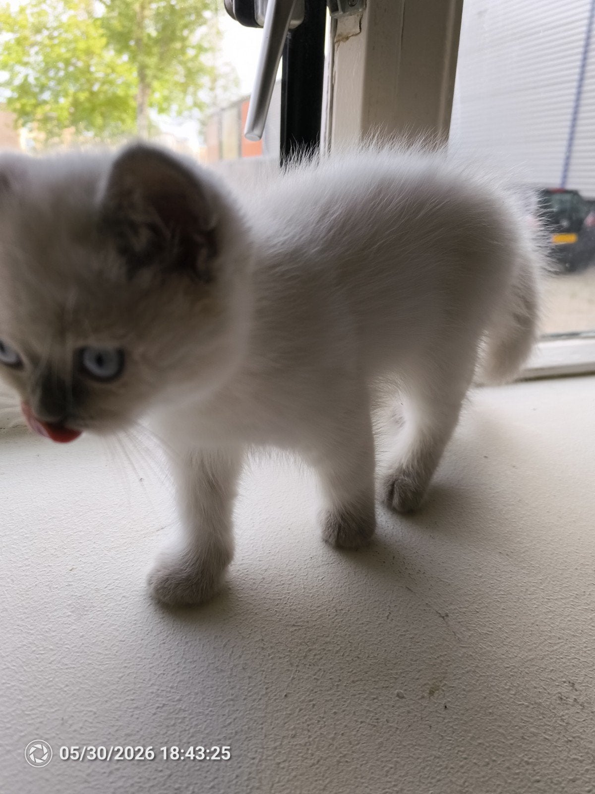 Super knappe BRITSE KORTHAAR KITTEN, Kater, Ontwormd, 0 tot 2 jaar