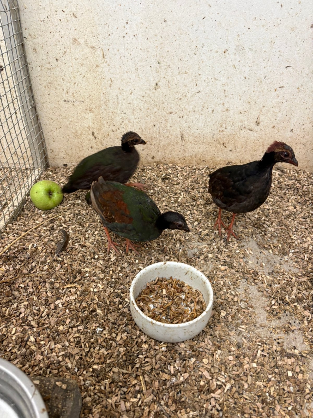 4 jonge Roul Rouls 2-2, Dieren en Toebehoren, Meerdere dieren, Geringd