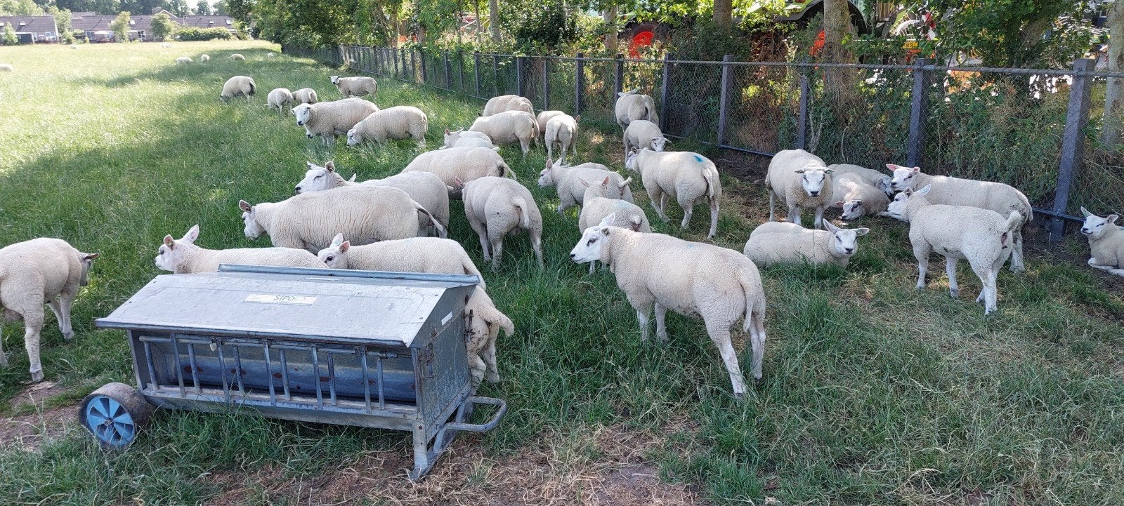 ooien en rammen te koop, Meerdere dieren, Schaap