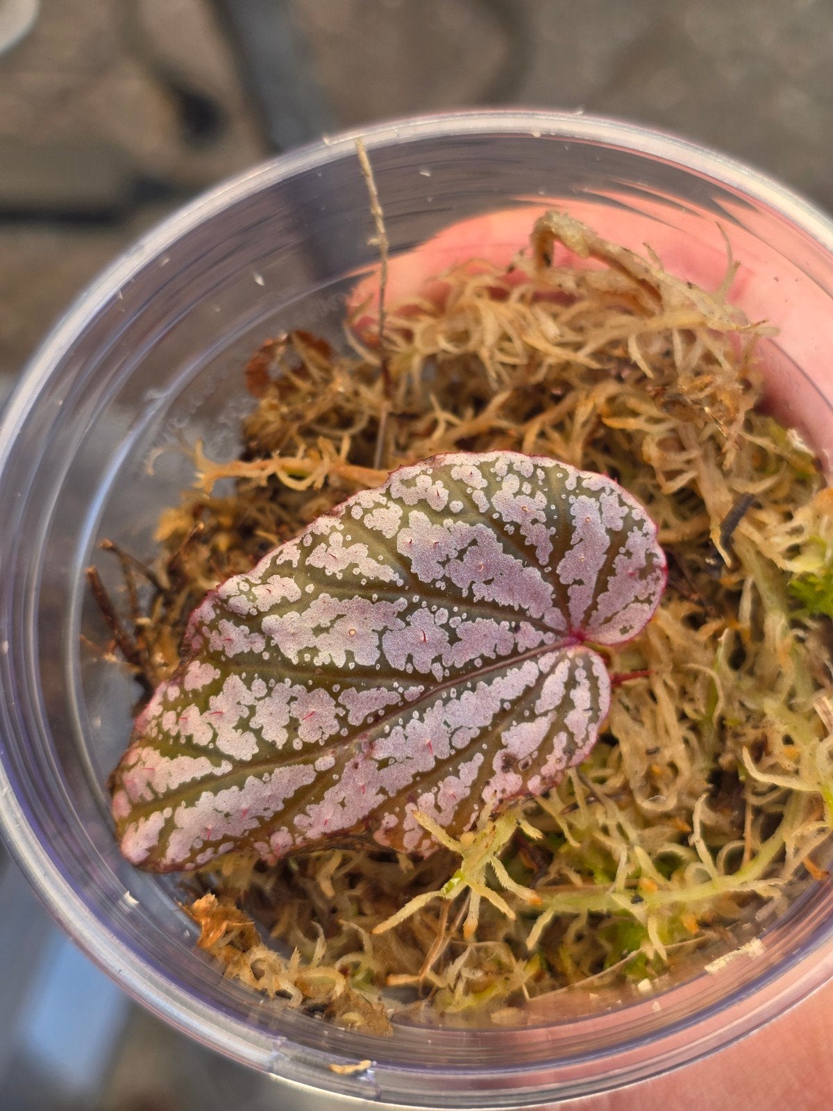 Begonia red berry pink stekken, Ophalen of Verzenden, Halfschaduw, Minder dan 100 cm
