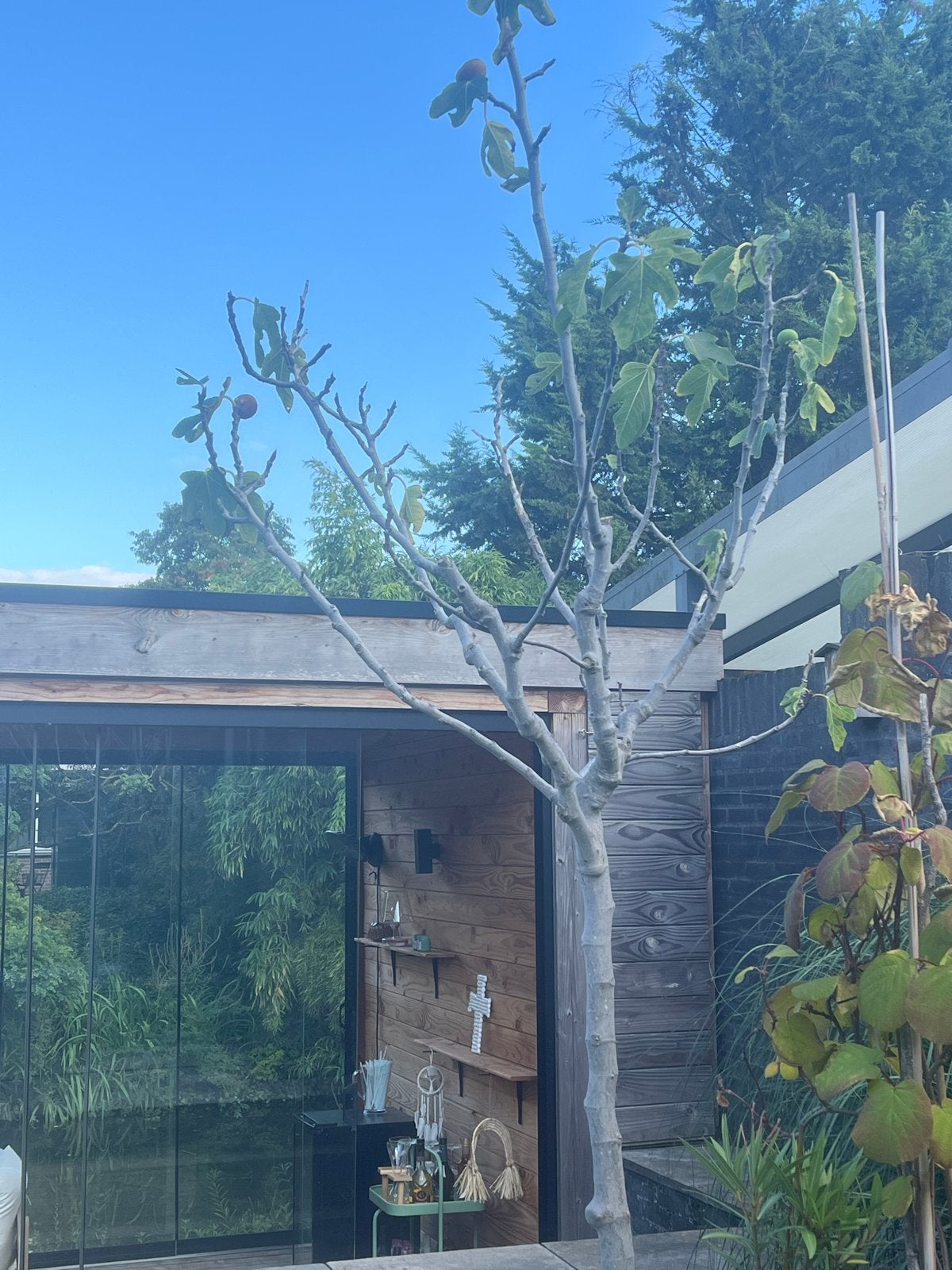 Vijgenboom in pot - Mediterrane sfeer, Overige soorten, 250 tot 400 cm, Zomer, Ophalen