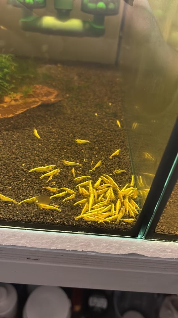 Yellow backstipe garnalen HG, Dieren en Toebehoren, Vissen | Aquariumvissen, Kreeft, Krab of Garnaal