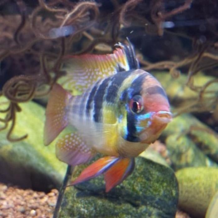 Microgeophagus ramirezi, Dieren en Toebehoren, Vissen | Aquariumvissen, Vis