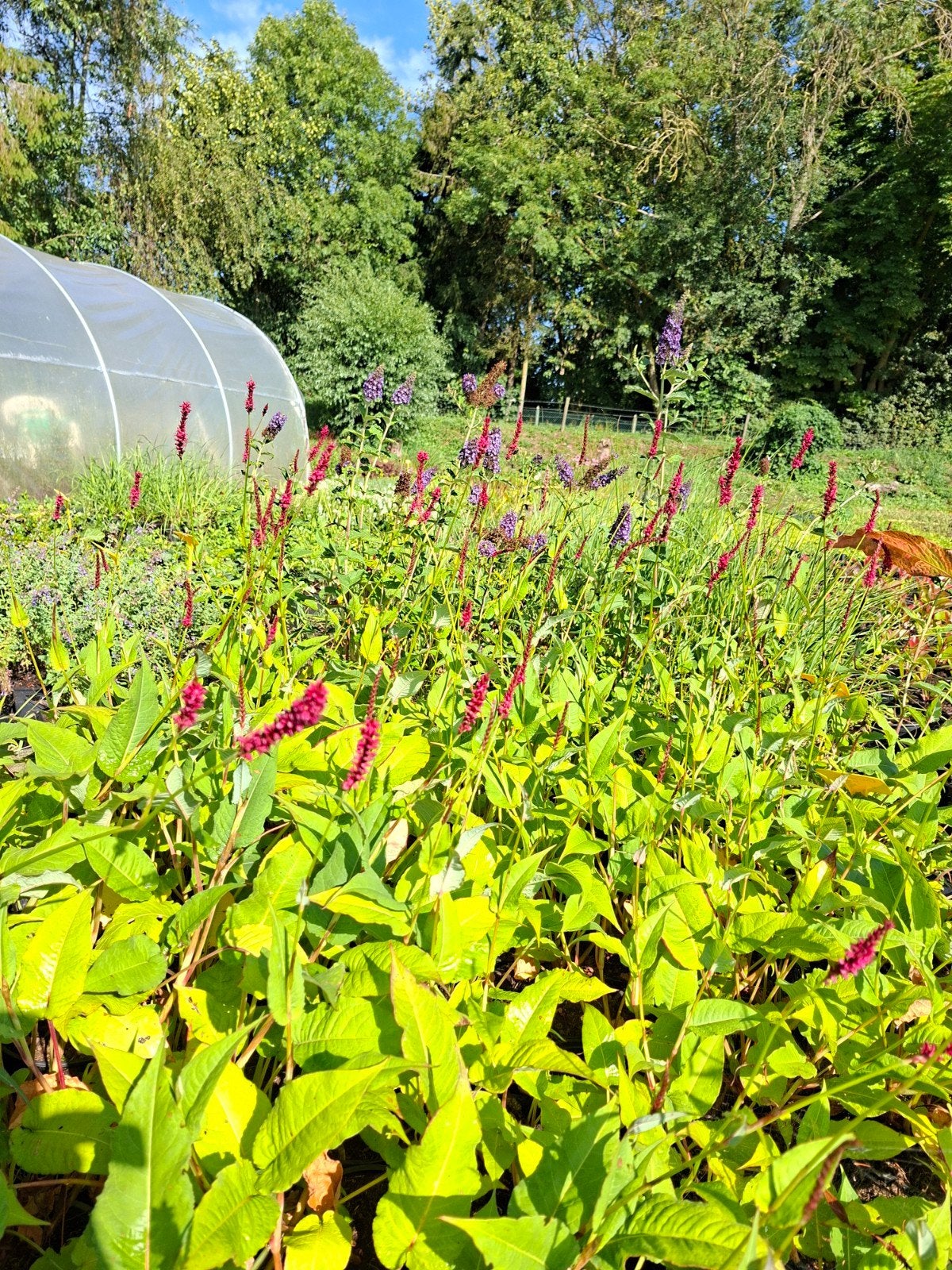 vaste planten en siergrassen zaterdag van 9-12 uur open, Tuin en Terras, Ophalen of Verzenden, Vaste plant, Overige soorten, Volle zon
