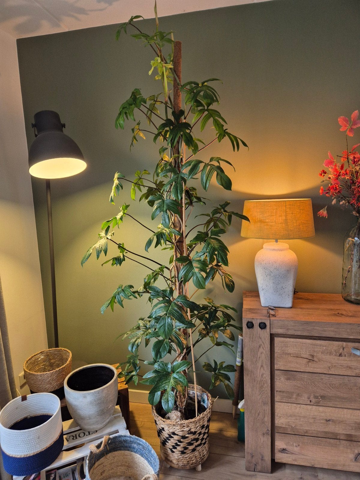 Grote Philodendron op 3 mosstokken - 250 cm hoog, Ophalen, 200 cm of meer, Overige soorten, Halfschaduw