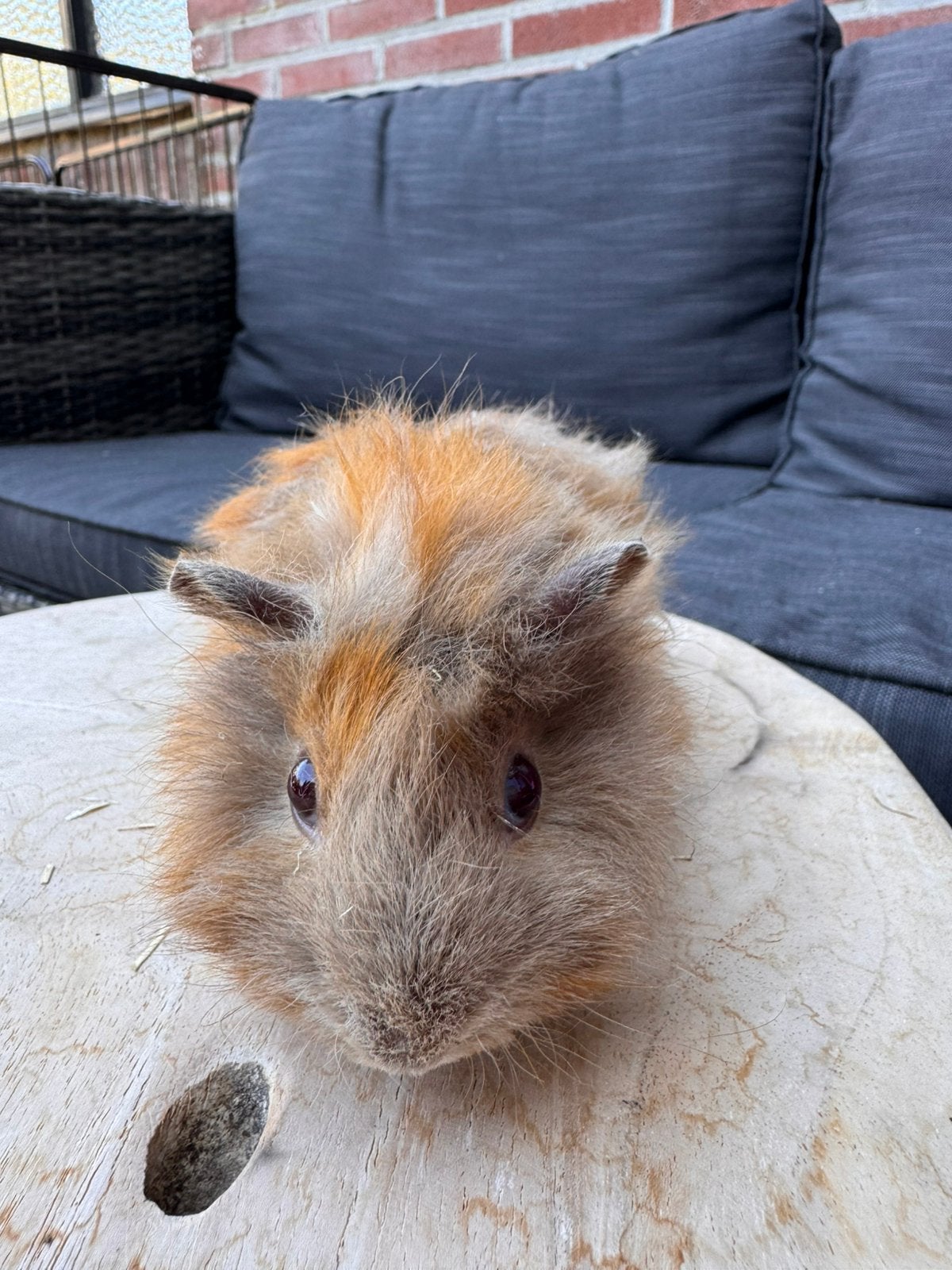 Lieve cavia zoekt een huisje, Dieren en Toebehoren, Juni, Mannelijk, Cavia