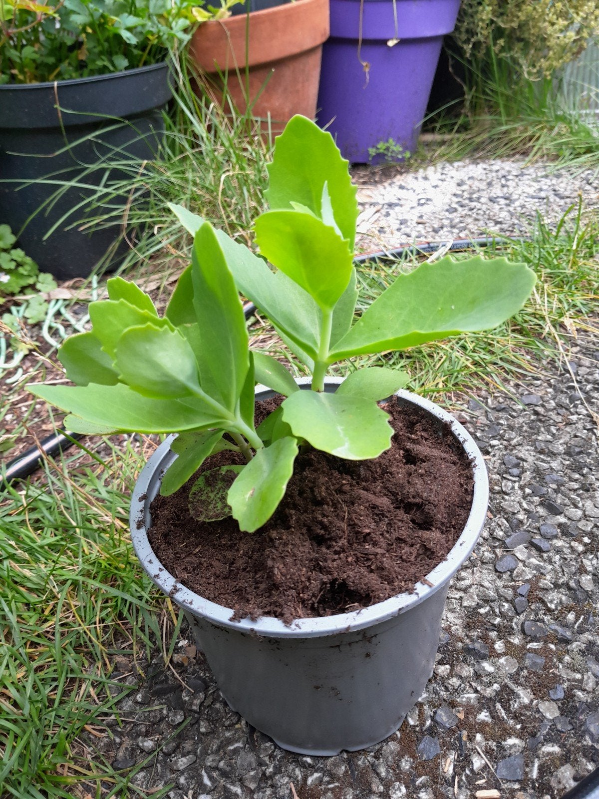 Roze hemelsleutel biologisch, Tuin en Terras, Planten | Tuinplanten, Ophalen, Overige soorten, Volle zon