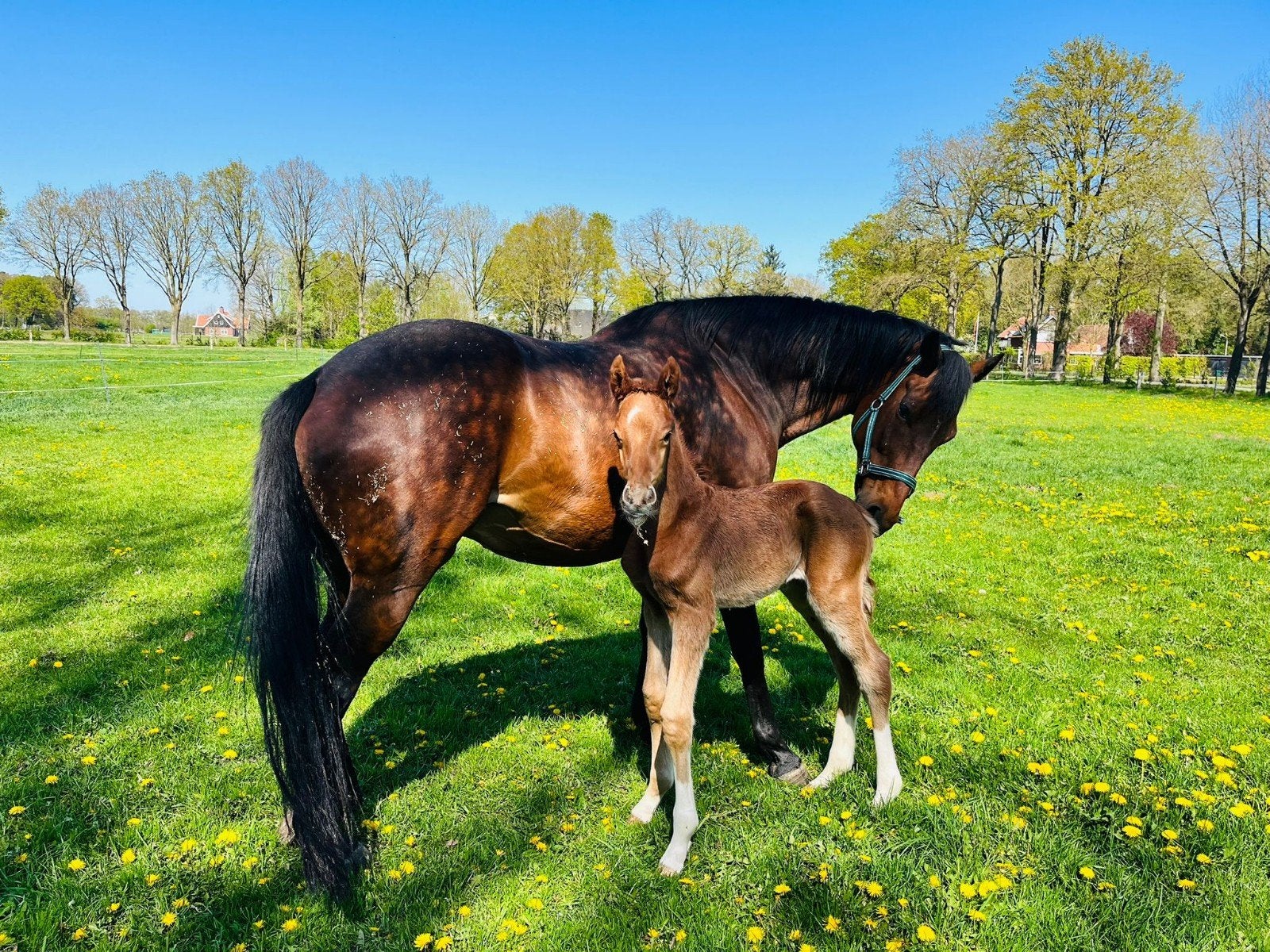 prachtig hengstveulen van mclaren, Dieren en Toebehoren, Paarden, Hengst, 170 tot 175 cm, Dressuurpaard, 0 tot 2 jaar