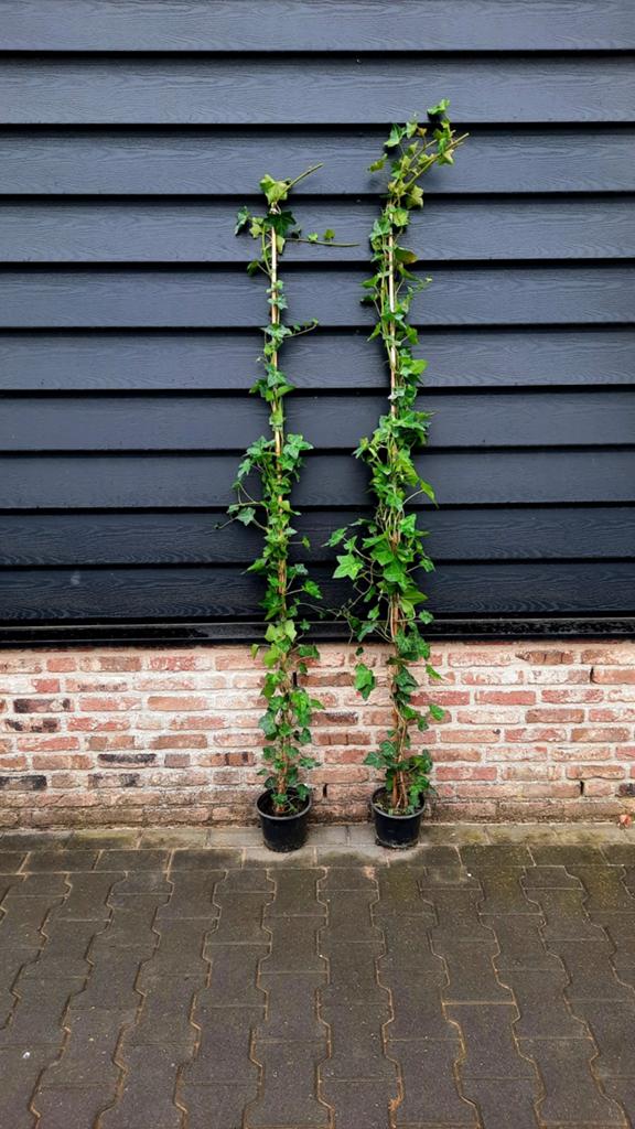 Hedera Hibernica 🌿, Tuin en Terras, Planten | Struiken en Hagen, Ophalen, Overige soorten, 100 tot 250 cm