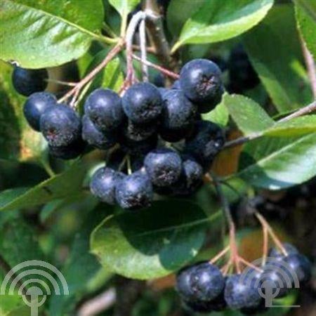 VOEDSELBOS Aronia melanocarpa Zwarte appelbes herfst eetbaar, Verzenden, Lente, Vaste plant, Halfschaduw