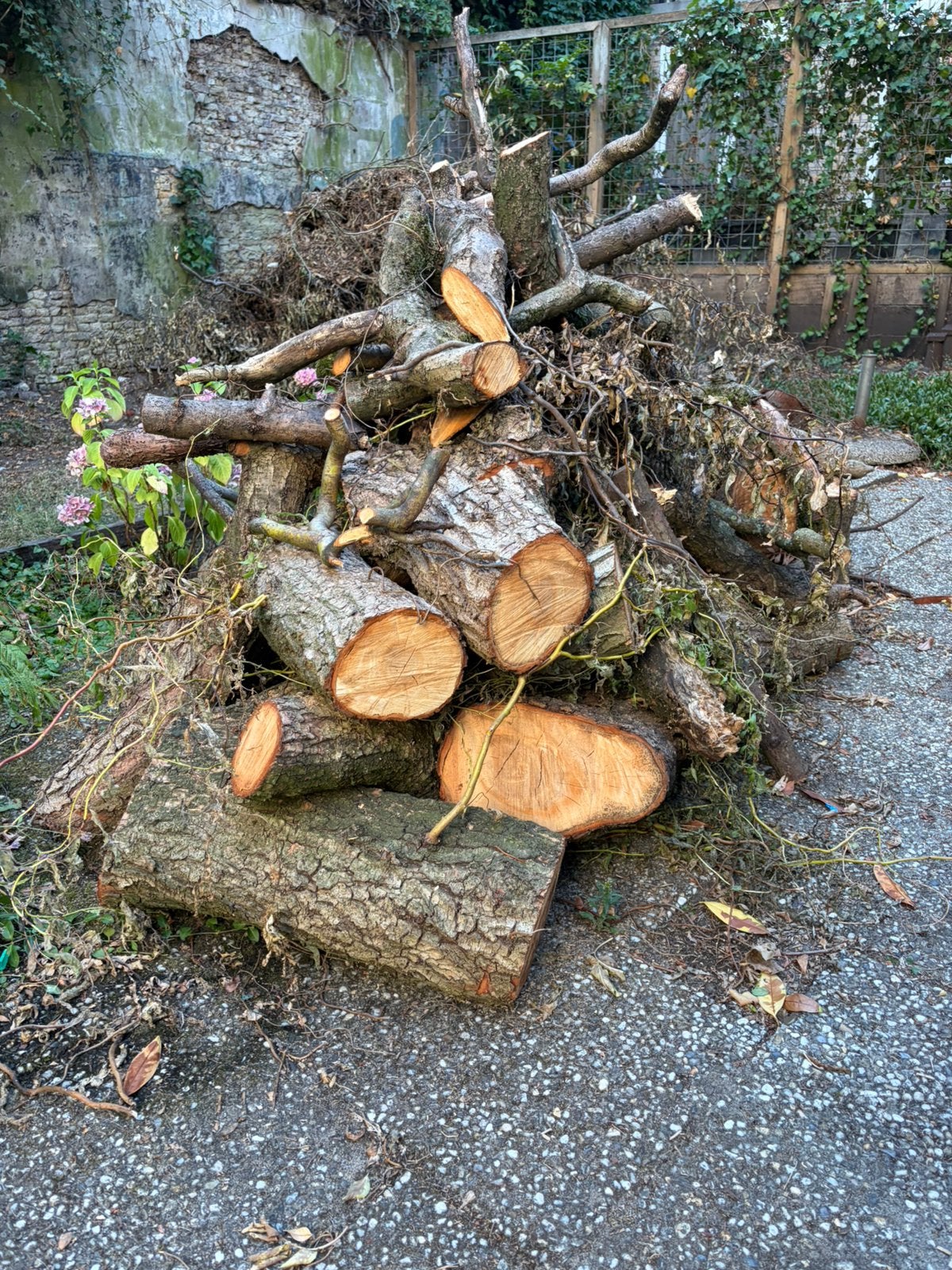 Brandhout (treurwilg) | gratis ophalen, Tuin en Terras, Haardhout, Minder dan 3 m³, Ophalen
