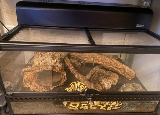 Koningspython Ball Python photo 3