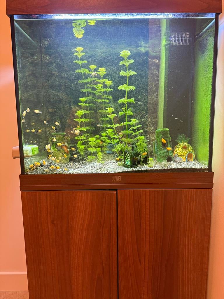Juwel aquarium met inhoud, Ophalen, Gebruikt, Gevuld zoetwateraquarium, Inclusief vissen