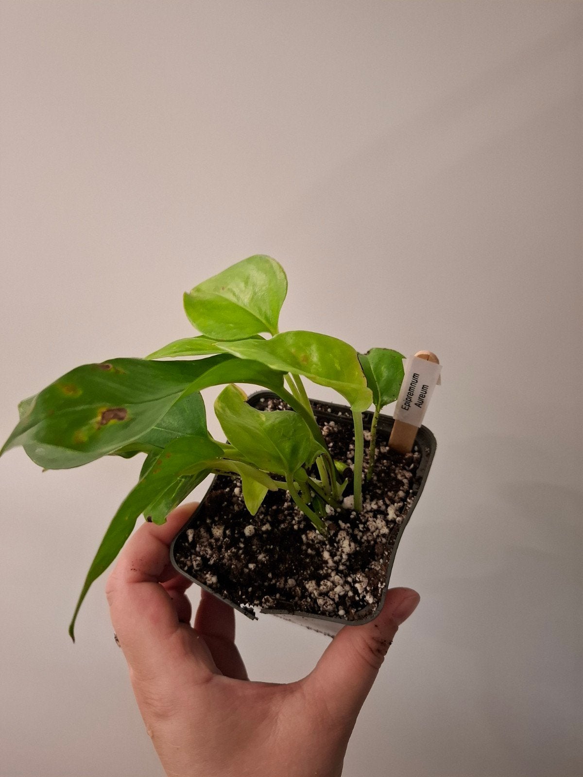 Epipremnum Aureum #3, Ophalen of Verzenden, Overige soorten, Halfschaduw, Minder dan 100 cm