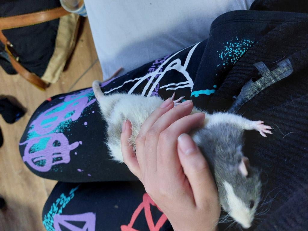 Rex ratjes, Dieren en Toebehoren, Knaagdieren, Mannelijk, Rat, December, Tam