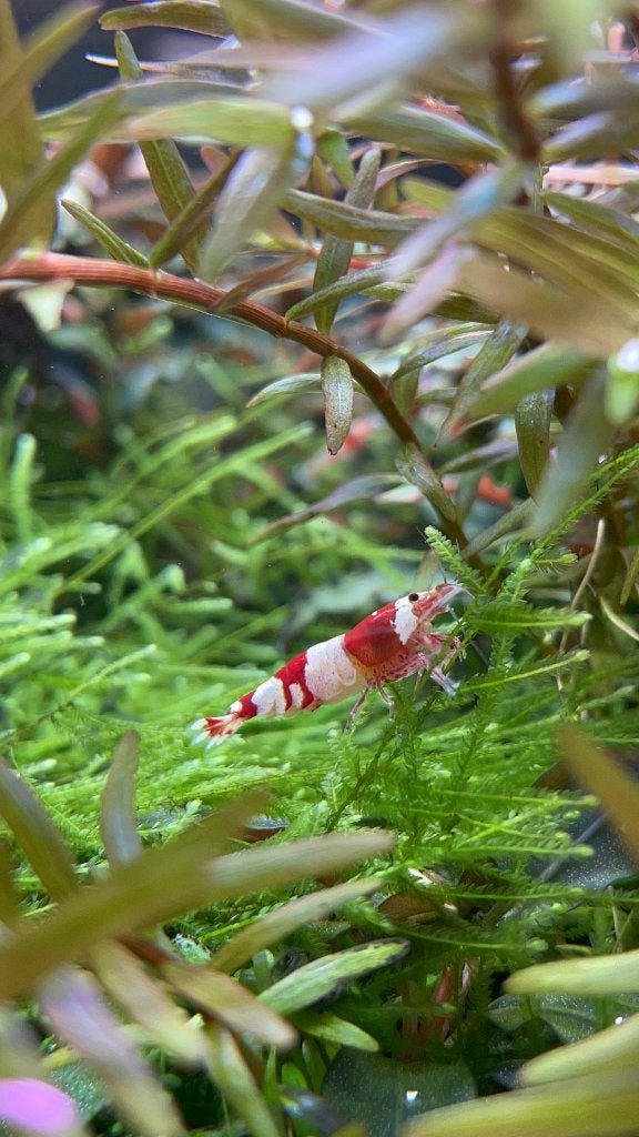 Crystal Red garnalen (Caridina) – €2,50 p.st. / €20 per 10, Dieren en Toebehoren, Vissen | Aquariumvissen, Kreeft, Krab of Garnaal