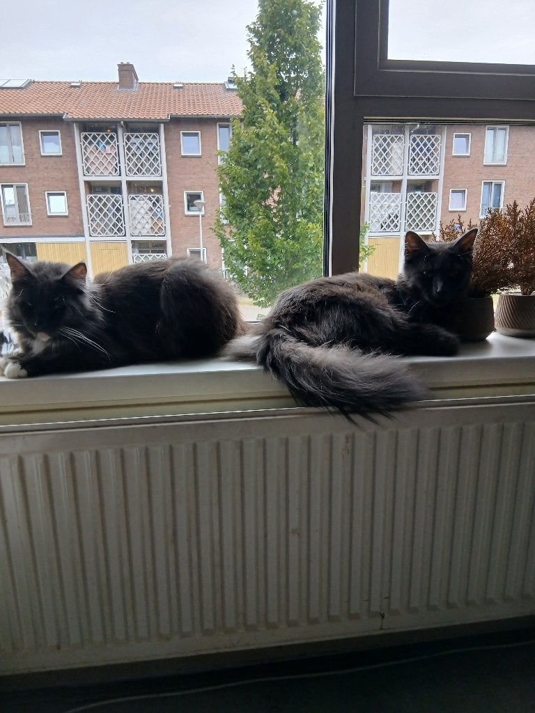Maine coon, Kater, Ontwormd, 0 tot 2 jaar