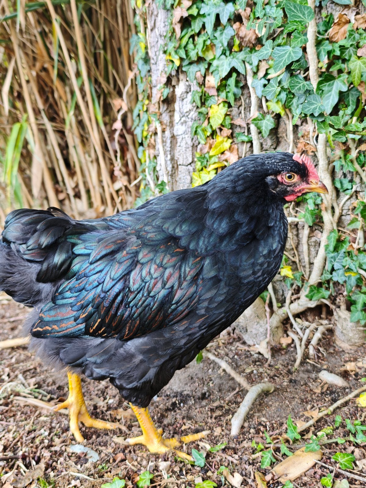 Barnevelder haan, Dieren en Toebehoren, Mannelijk, Kip