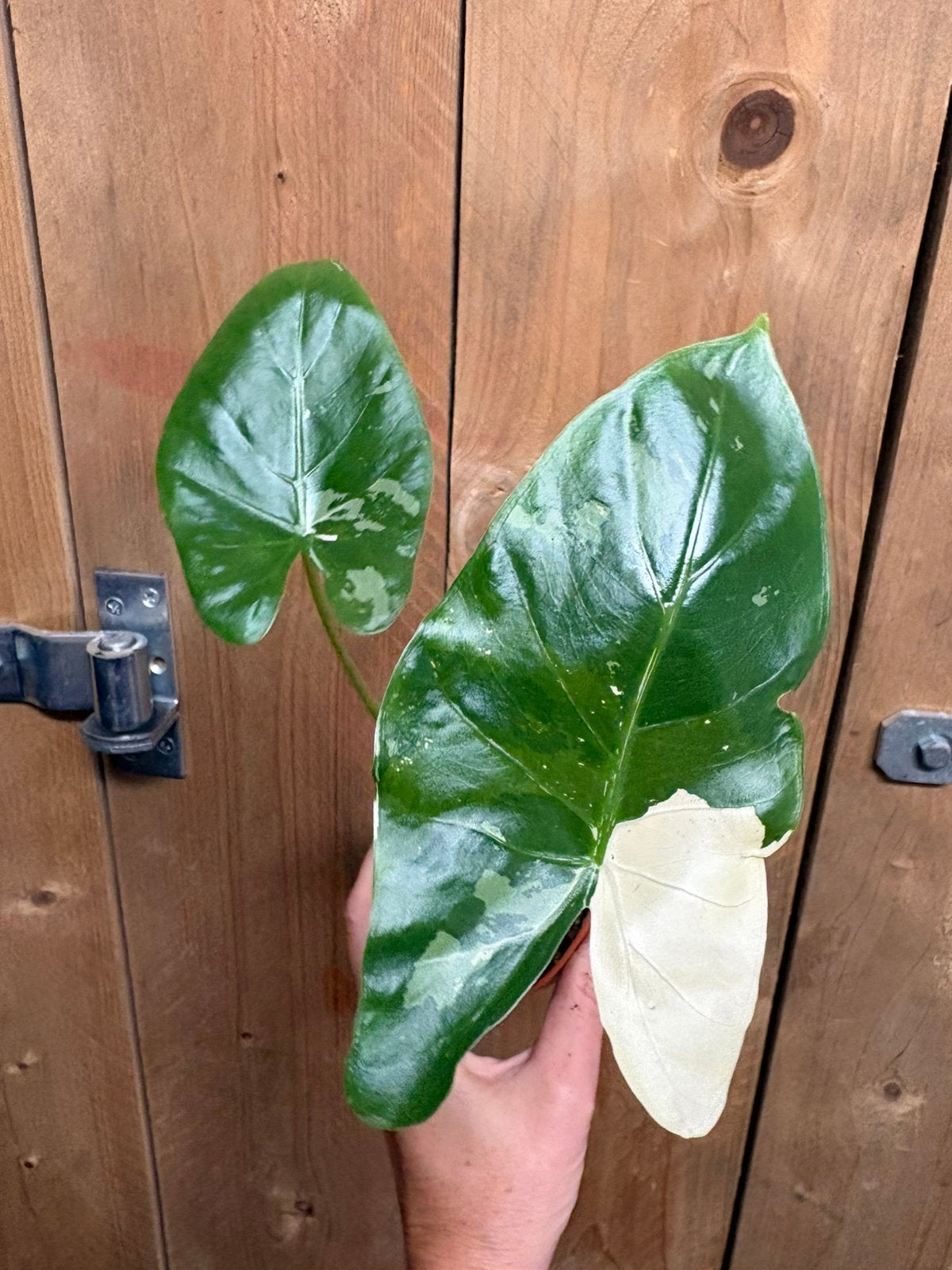 alocasia macrorrhiza plant variegata albo white wit, Ophalen of Verzenden, Halfschaduw, Minder dan 100 cm