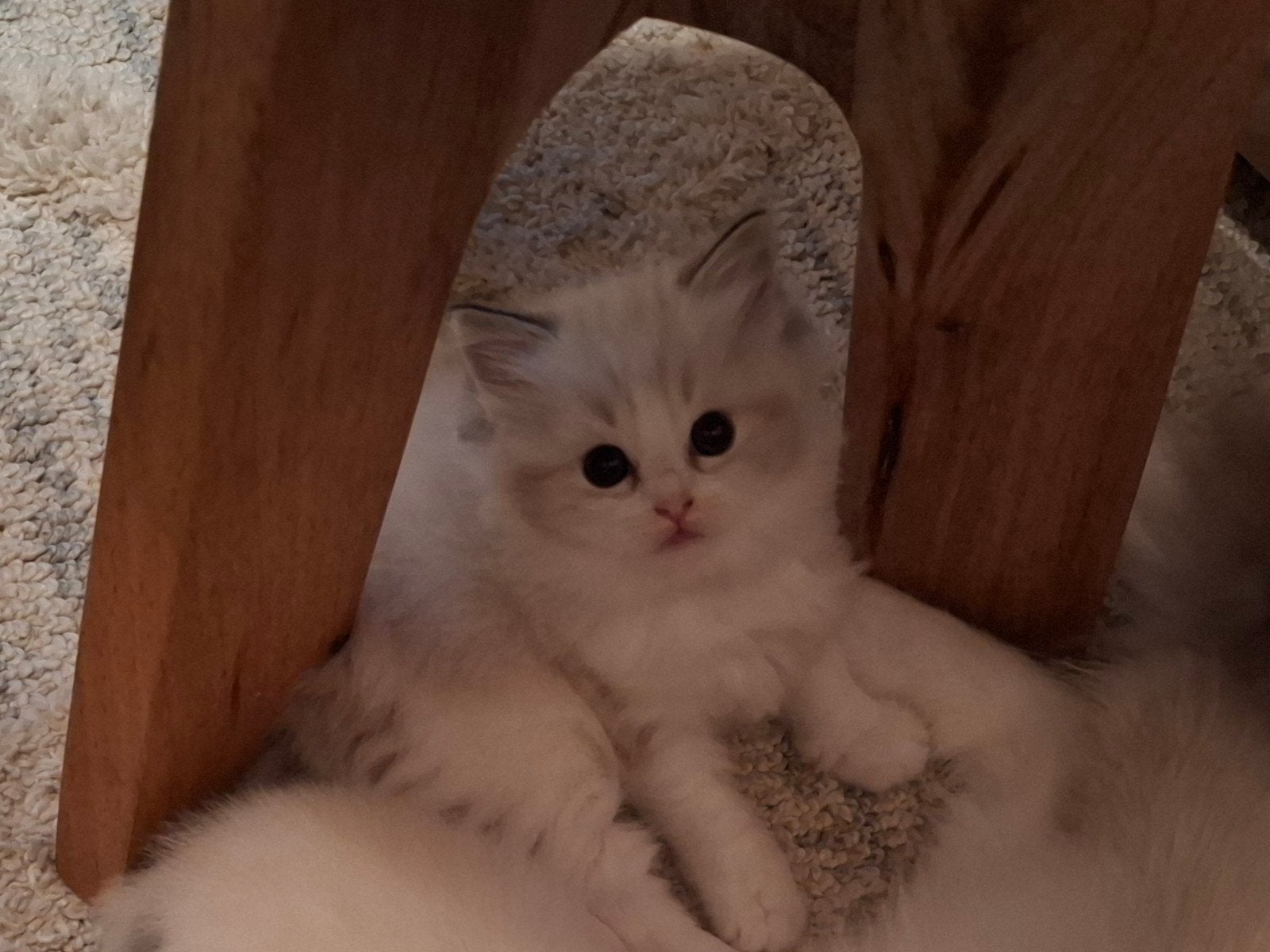 Ragdoll poesje met Stamboom, Poes, Met stamboom, 0 tot 2 jaar