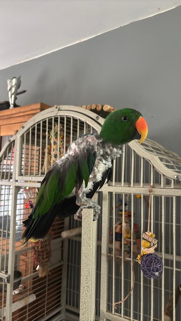 Edelpapegaai, Dieren en Toebehoren, Vogels | Parkieten en Papegaaien, Mannelijk, Papegaai, Pratend