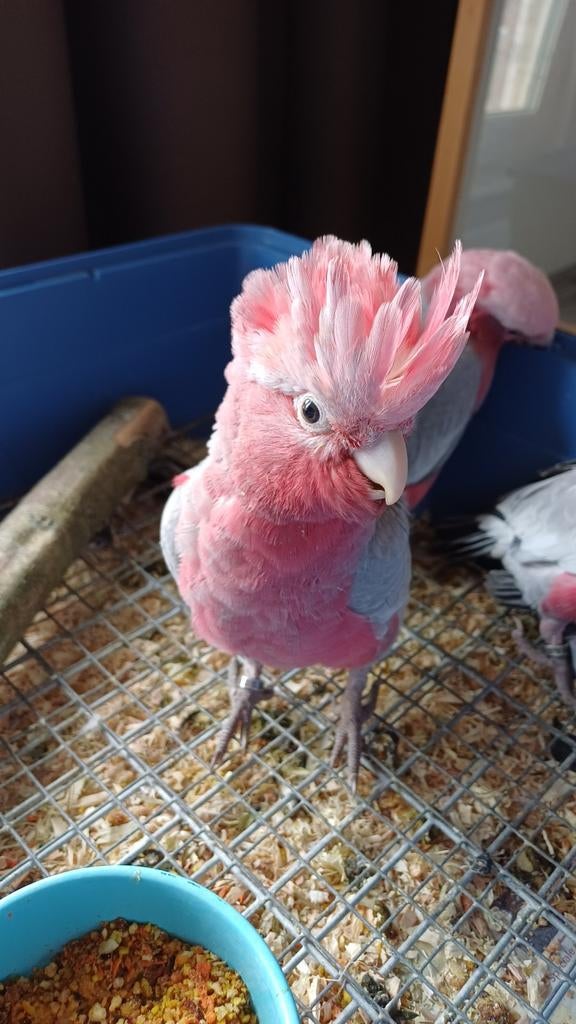 Rose kaketoe, Dieren en Toebehoren, Meerdere dieren, Papegaai, Geringd
