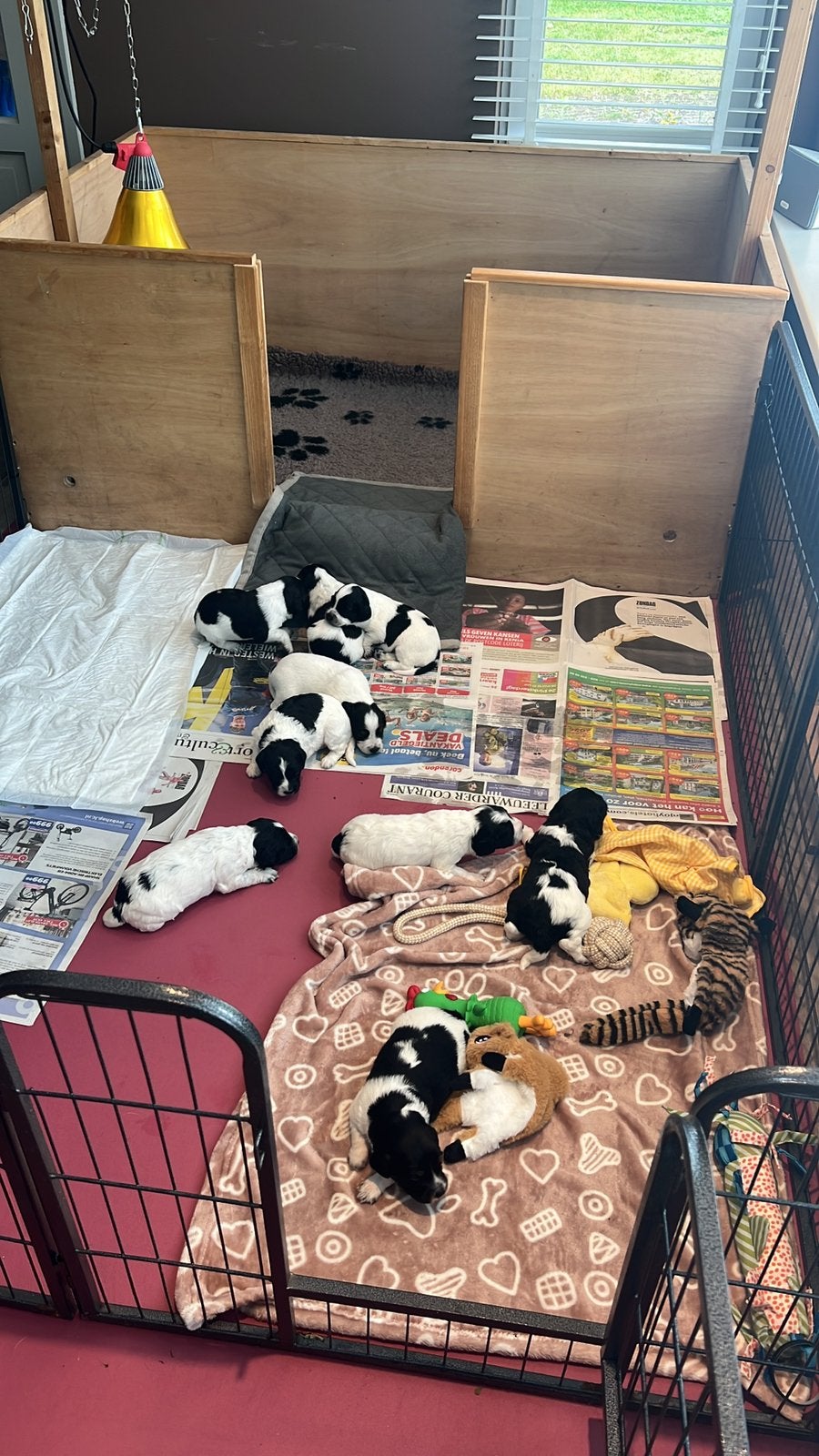 Mooie en lieve Friese Stabij pups beschikbaar, Dieren en Toebehoren, Parvo, Overige rassen, 8 tot 15 weken, Meerdere
