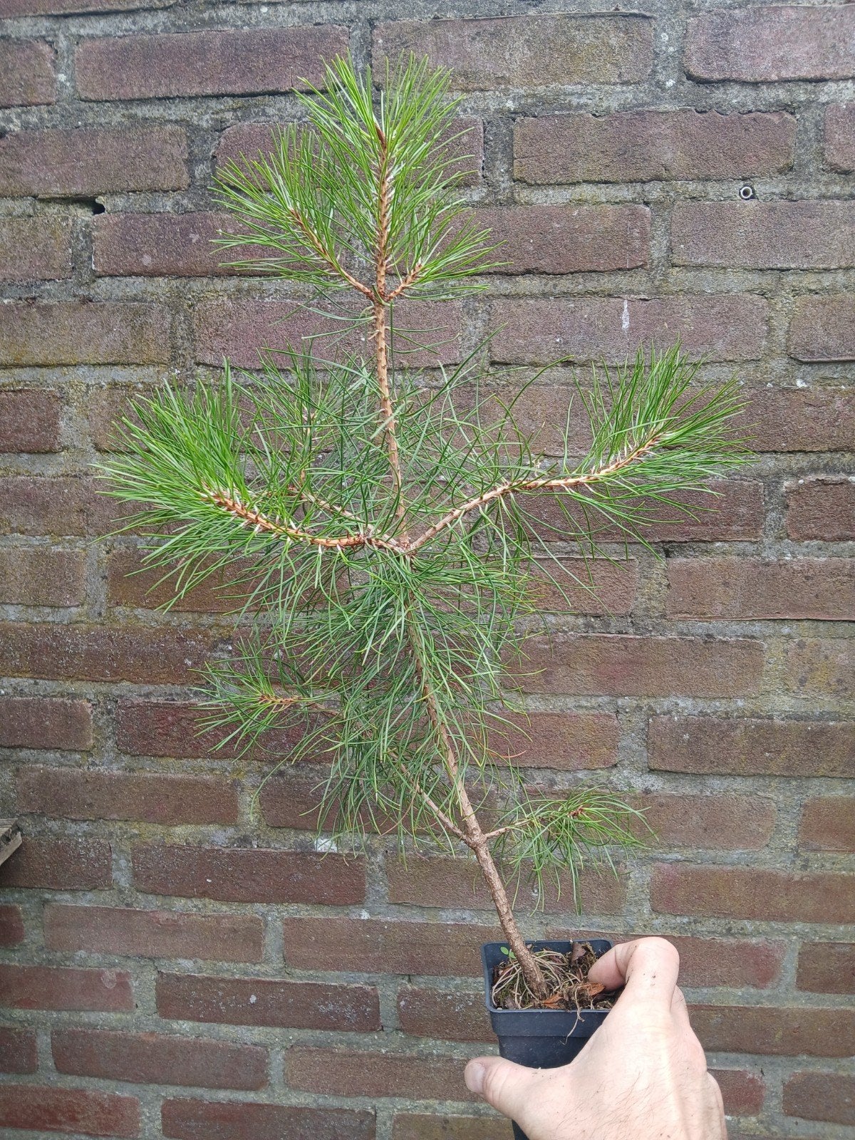 japanse rode den. pinus densiflora, Ophalen of Verzenden, Bloeit niet, Volle zon, Overige soorten