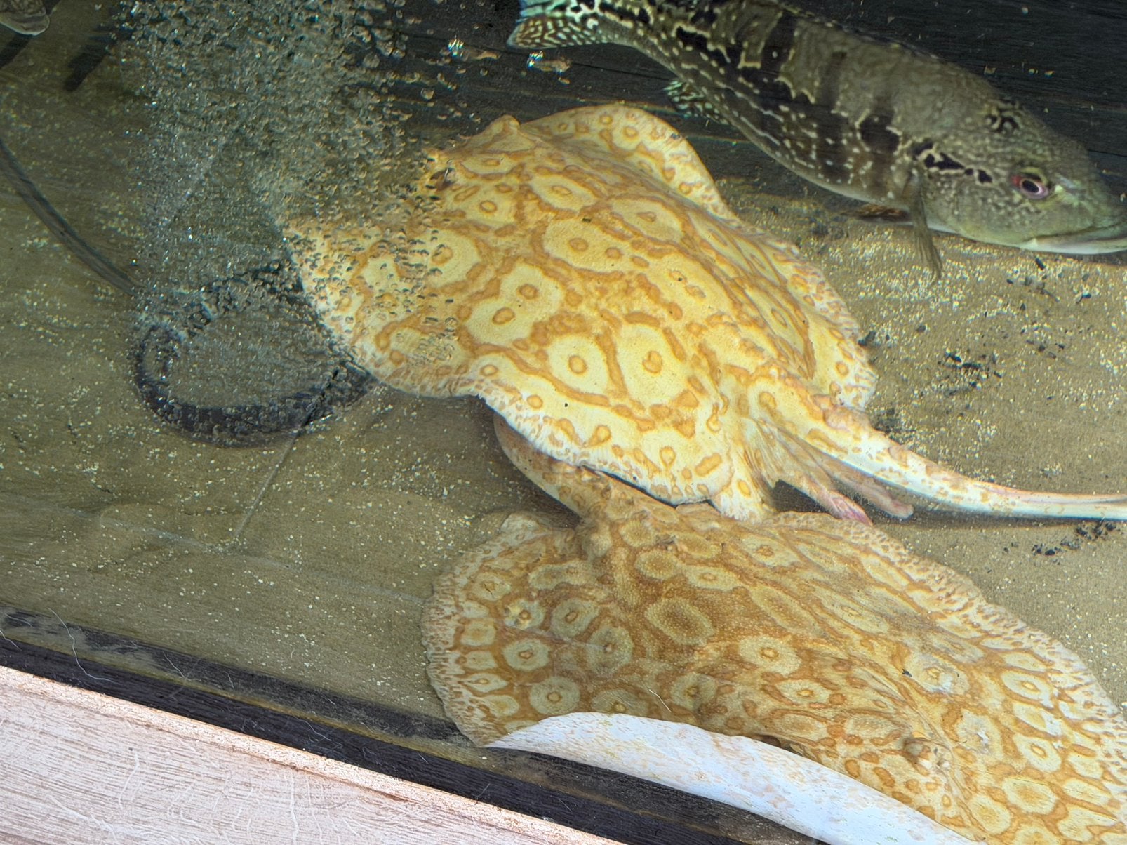 Mooie albino pearl kweekkoppel rond de 35 cm te koop, Dieren en Toebehoren, Vissen | Aquariumvissen, Vis