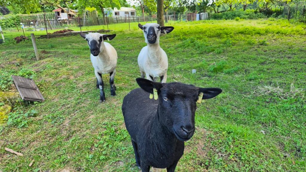 2 Hampshire down ooien maart '25, Dieren en Toebehoren, Schapen, Geiten en Varkens