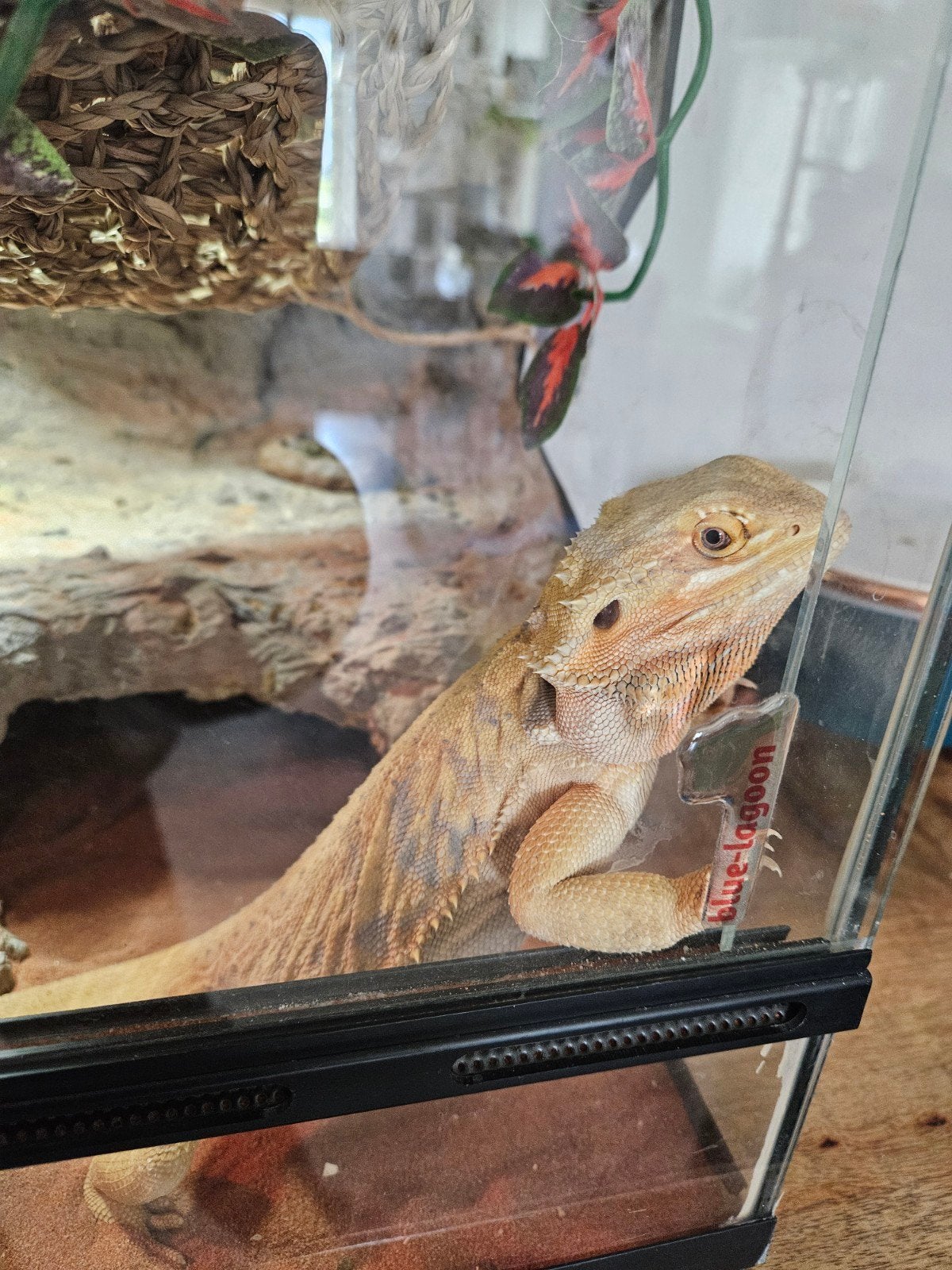 baardagaam inclusief terarium en toebehoren Bearded Dragon photo 5