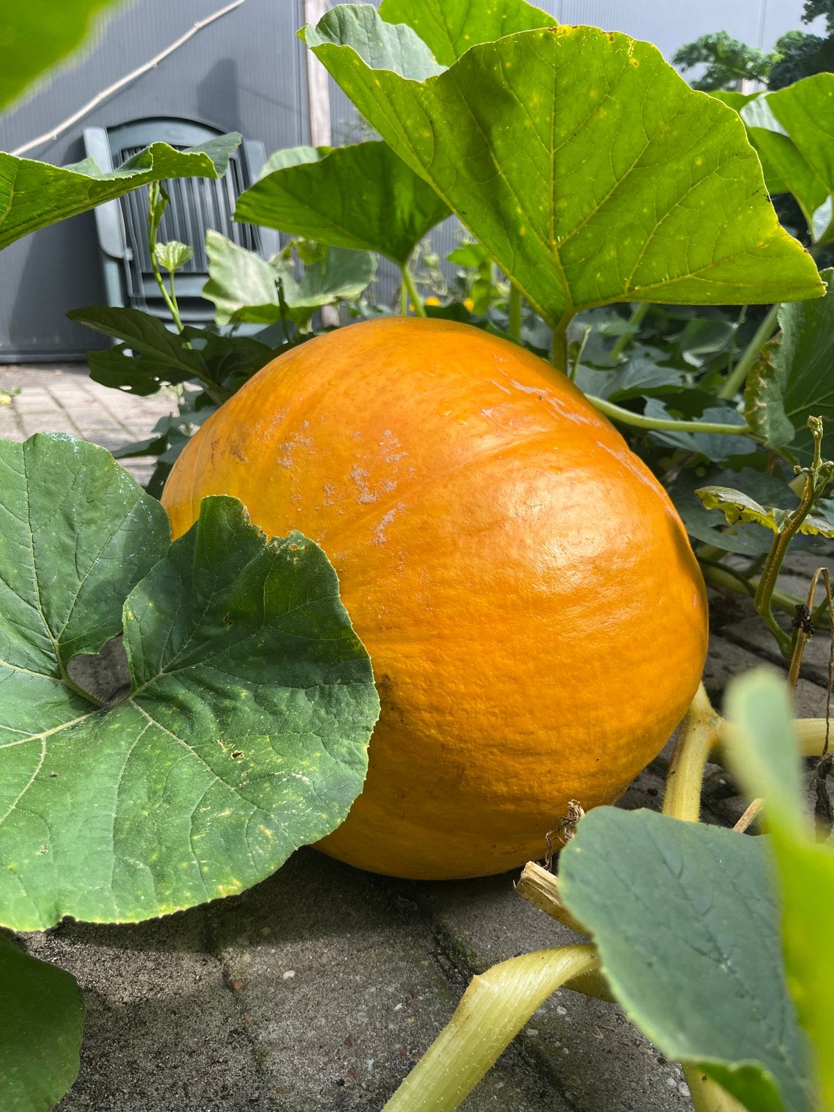 Grote Oranje Pompoen - Ideaal voor Decoratie of Soep, Ophalen, Minder dan 100 cm, Overige soorten, Lente